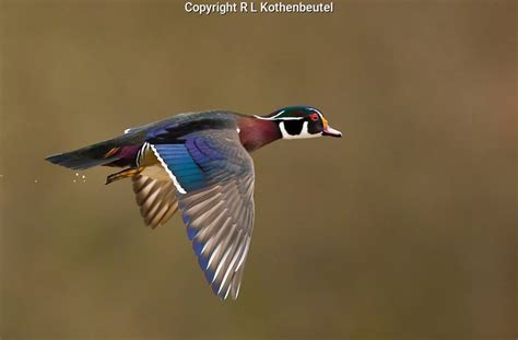 Wood duck drake in flight | Bob Kothenbeutel