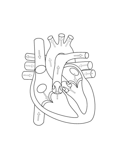 Heart Diagram Coloring Page at GetColorings.com | Free printable colorings pages to print and color