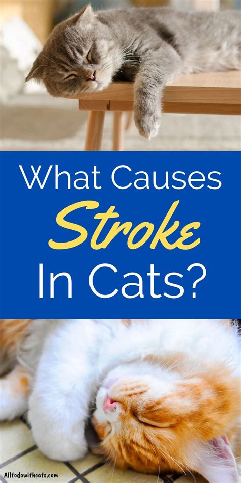 What Are The Signs Of Stroke In Cats And How Is It Treated? | Cat care ...