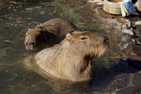 Capybara Which Bathes Hot Springs Stock Photos - Free & Royalty-Free Stock Photos from Dreamstime