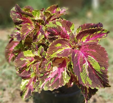 Jaipur Garden: Coleus Plant Care tips