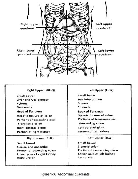 Nine Abdominal Regions Diagram