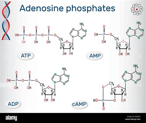 Chemical structural formulas Adenosine phosphates nucleotides ...