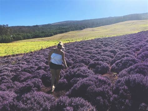 Ali'i Kula Lavender Farm ~ Kula, Maui (Hawaii) | Lavender farm, Maui hawaii, Maui