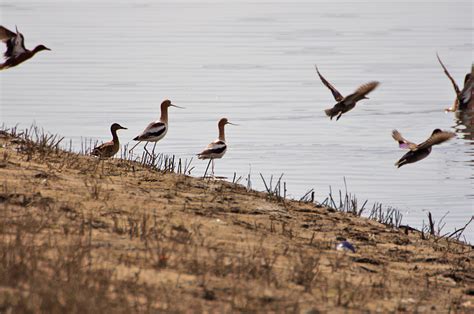 American Avocet