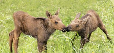 Wildlife in Anchorage | Visit Anchorage