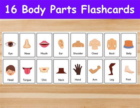 16 Body Parts Flashcards / Image Cards for Kids, Preschoolers ...