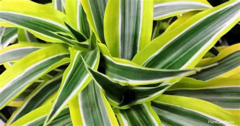 Popular Types Of Dracaena Used Indoors And Outdoors