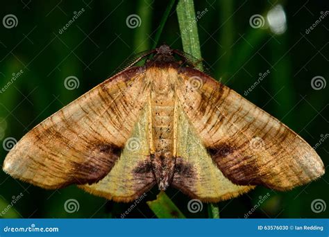 Scorched Wing Moth (Plagodis Dolabraria) Stock Photo - Image of creepy ...