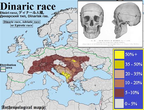 Dinaric race | Arktos