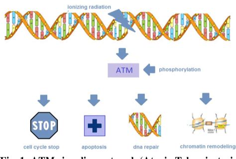 Ataxia Telangiectasia Gene