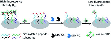 Peptide microarray-based fluorescence assay for simultaneously detecting matrix ...