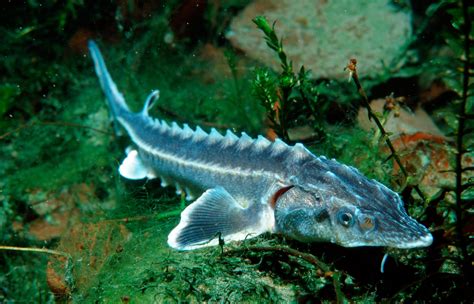 Big boost for endangered European sturgeons | WWF