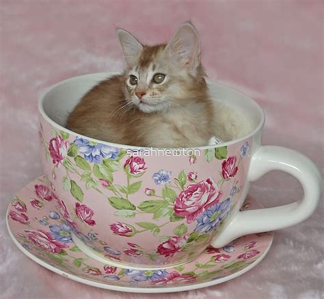 "Teacup Kitten!" by sarahnewton | Redbubble