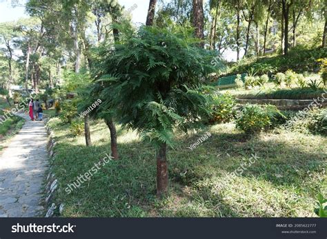 Silver oak tree 3,152 รายการ ภาพ ภาพสต็อกและเวกเตอร์ | Shutterstock