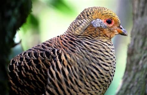 Golden Pheasant - Description, Habitat, Image, Diet, and Interesting Facts