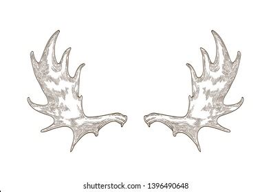 32,177 Moose Antlers Images, Stock Photos, 3D objects, & Vectors | Shutterstock