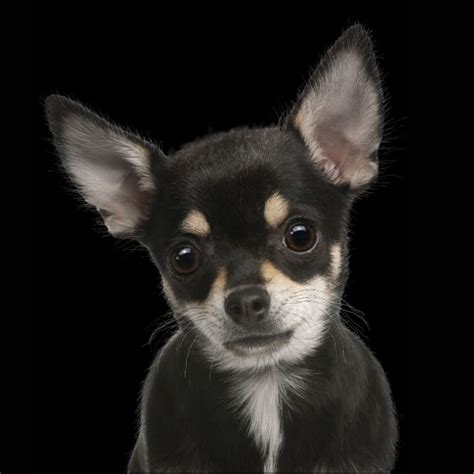 Black Chihuahua Ears Down - Pets Lovers