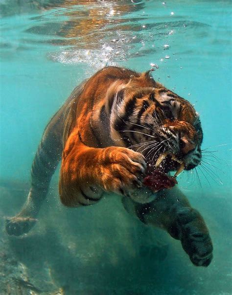 A Hungry Tiger | Animals beautiful, Animals, Cute animals