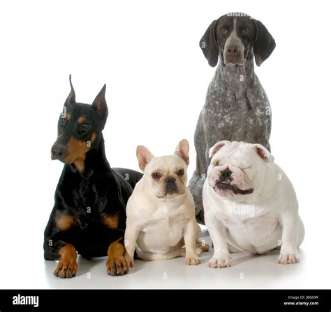 Doberman Bulldog Mix