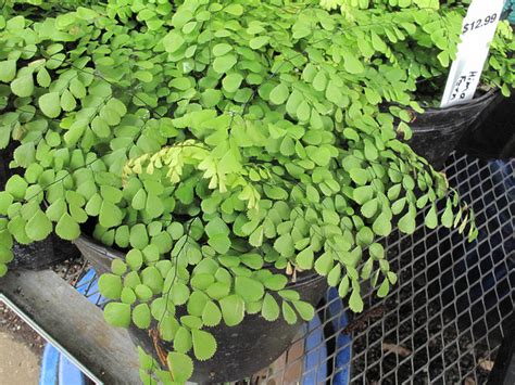 Photo #1468 | Adiantum venustum | plant lust