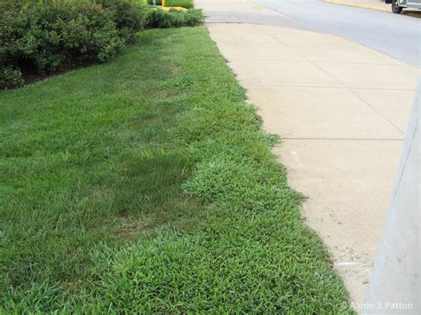 Crabgrass Identification and Control | Bowman's Pro Turf, LLC.