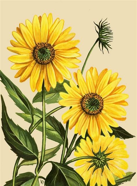 Sunflower by English School | Pencil drawings of flowers, Sunflower ...