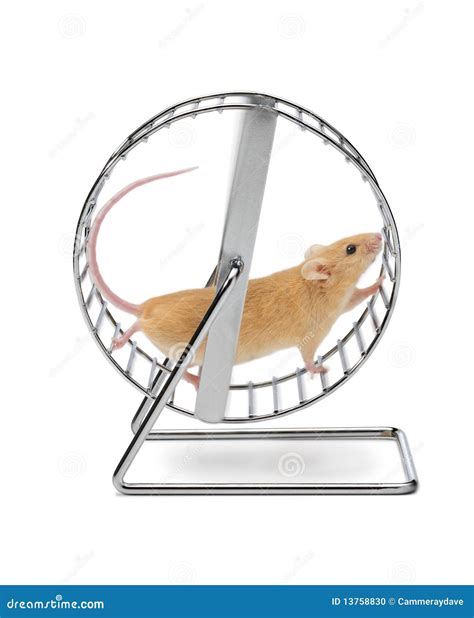 Active Hamster Running On A Wheel Royalty-Free Stock Photography ...