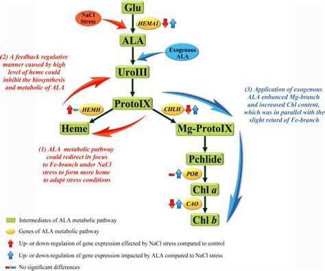 Frontiers | 5-Aminolevulinic Acid (ALA) Alleviated Salinity Stress in Cucumber Seedlings by ...