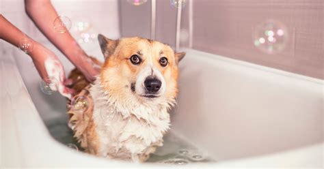 Dog Shivering After a Bath? Why Dogs Shake and How to Help