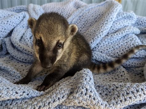 Coatimundi For Sale | Janda Exotics Animal Ranch | United States