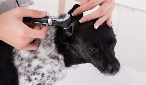 Ear Mites in Dogs: Symptoms, Natural Treatments and Prevention