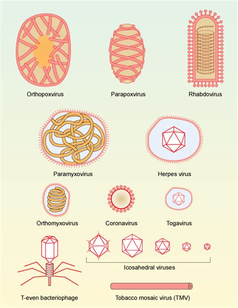 What is a virus? | OpenLearn - Open University