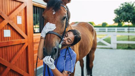 Horse Veterinarian Salary