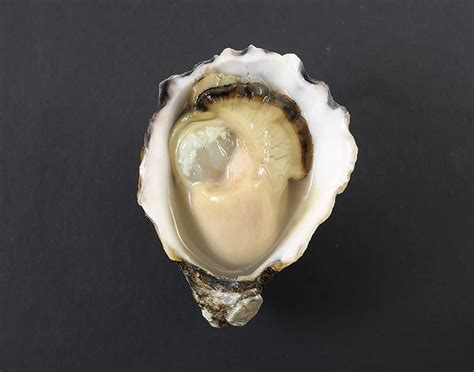 How to identify a great Rock Oyster | Appellation