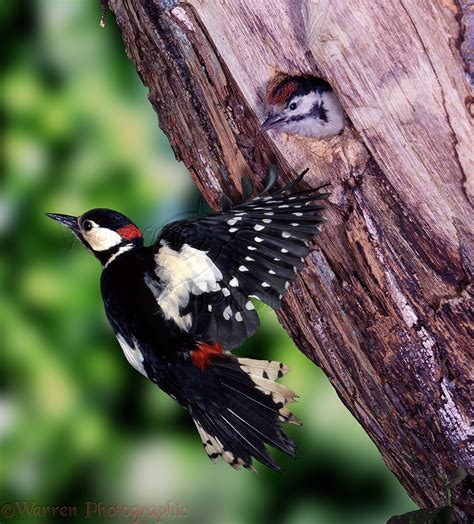 Great-spotted Woodpecker at nest hole photo WP05005