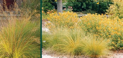 15+ prairie dropseed companion plants - OriahOrianne