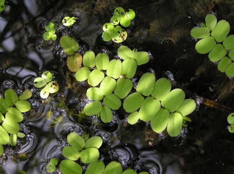 Salvinia natans (L.) All. | Plants of the World Online | Kew Science