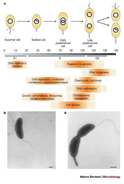 Cell-cycle progression in Caulobacter crescentus.a | Schematic of the... | Download Scientific ...