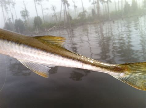 Pamlico River Tar River Mixed Bag - FishIBX Eastern NC Fishing Guide