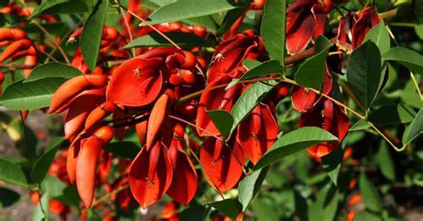 Erythrina Crista-Galli: Learn Coral Tree Growing And Care