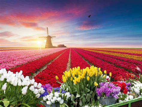 Amsterdam Tulips: How To See These Majestic Blooms