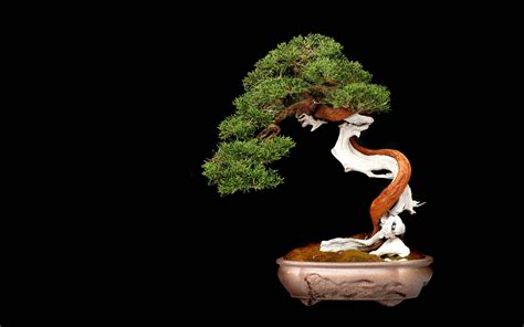 Download Bonsai Tree Literati Style Digital Art Wallpaper | Wallpapers.com