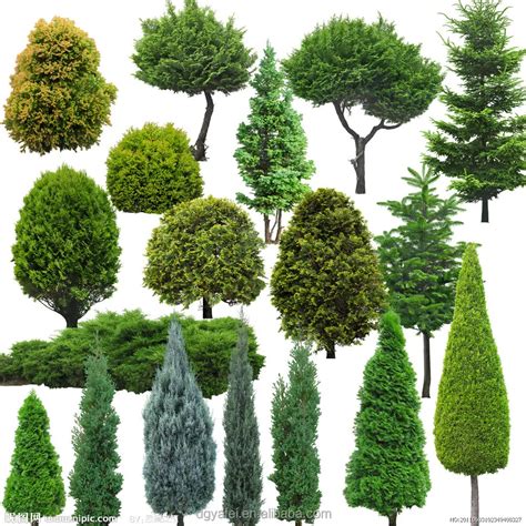 Types Of Evergreen Trees | www.imgkid.com - The Image Kid Has It!