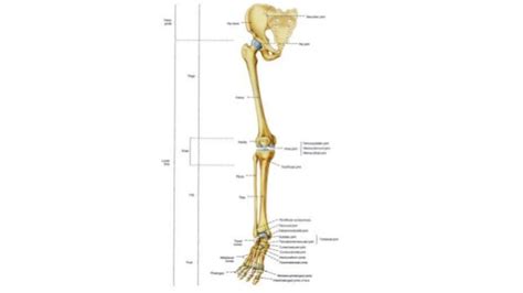 Introduction to 206 bones of the human body