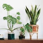 18 Best Living Room Plants 2022 — Living Room Indoor Plants