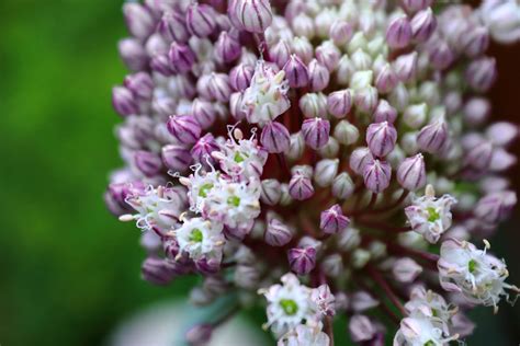 Garlic Flowers Blooms Macro - Free photo on Pixabay - Pixabay