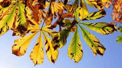 8 tips for shooting autumn leaves | TechRadar