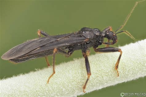 Macro Focus Stack of Masked Hunter Bug