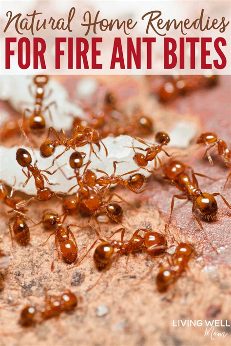 Natural Home Remedies for Fire Ant Bites (Essential Oils + More)